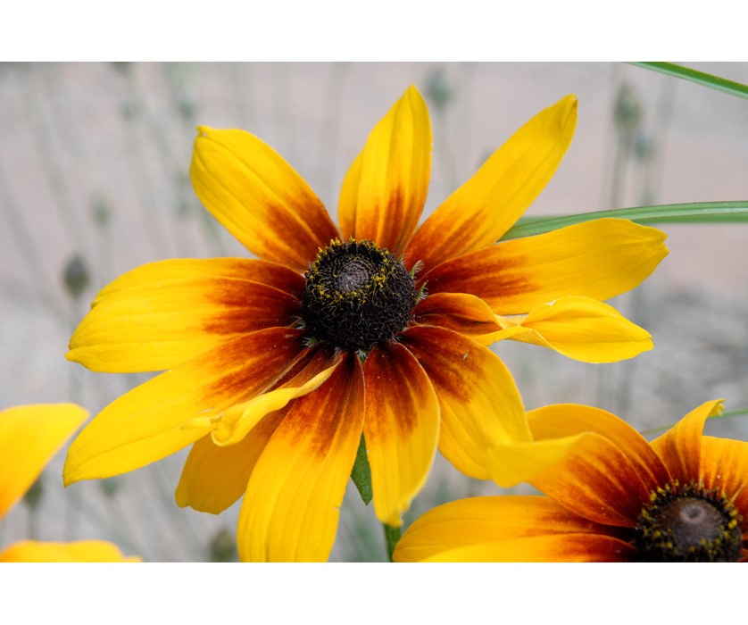 Black-eyed Susan
